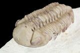 Detailed, Long Kainops Trilobite - Oklahoma #95681-3